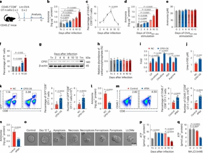 Glutamine Metabolism Dysregulation Induces A New Mechanism of Cell Death