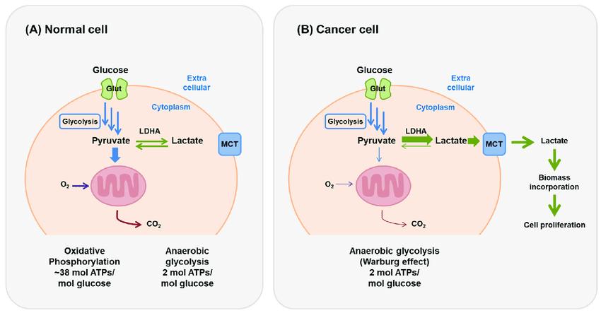 Glycolysis in Cancer Therapy and Tumor Metabolism