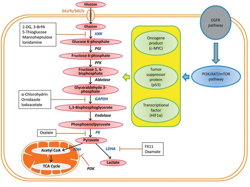 Glycolysis: Pathway, Regulation, and Implications in Health and Disease