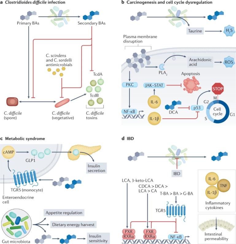 Figure 3. The impact of host and microbiome-dependent bile acids on human diseases