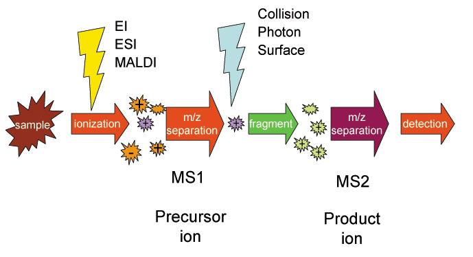 Schematic of tandem-MS/MS technique for compound identification.