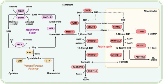 One carbon metabolism.