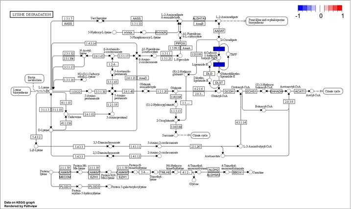 Diagram illustrating KEGG pathway enrichment of candidate proteins.