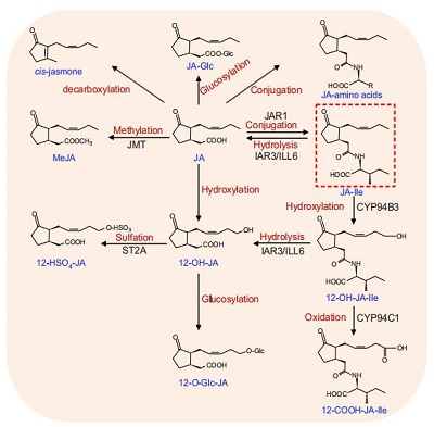 Qingzhe Zhai et al,. Hormone Metabolism and Signaling in Plants 2017