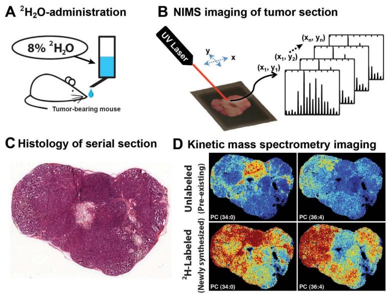 Kinetic Mass Spectrometry Imaging Reveals Spatial Heterogeneity in Lipid Biosynthesis in Tumors