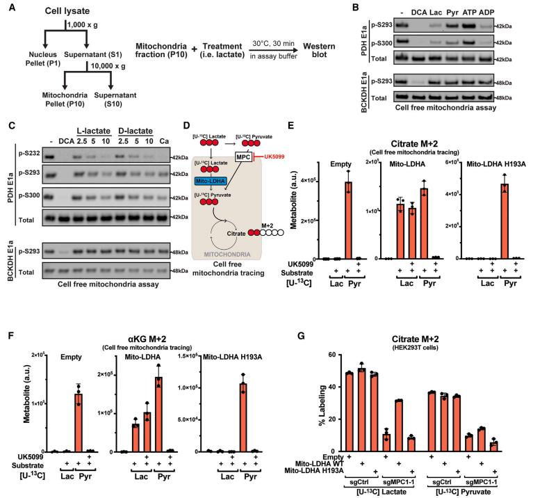 Lactate activates the PDH complex in isolated mitochondria in a dose-dependent manner and directly enters the mitochondria matrix independently of the mitochondrial pyruvate carrier