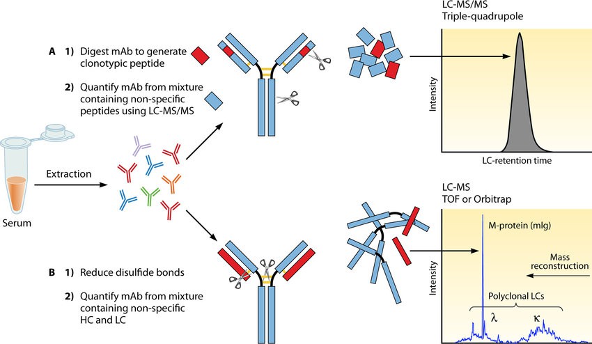 LC-MS VS LC-MS/MS: Performance, Applications, and Quantitative Analysis Methods