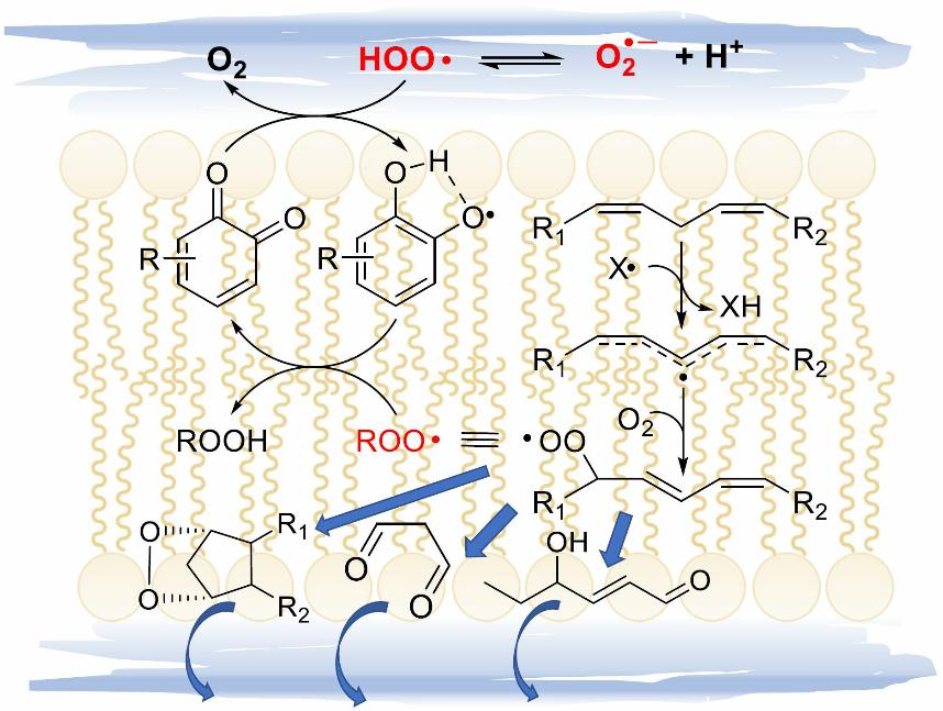 Lipid Peroxidation and Antioxidant Strategies in Plant Cells