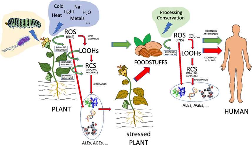 Lipid Peroxidation and Antioxidant Protection