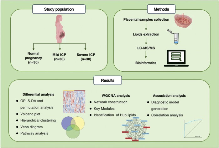Untargeted lipidomics workflow and data processing.