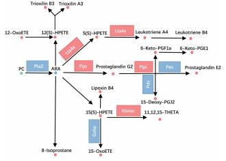 Figure 4: GCGR gene knockout affects cholesterol metabolism.