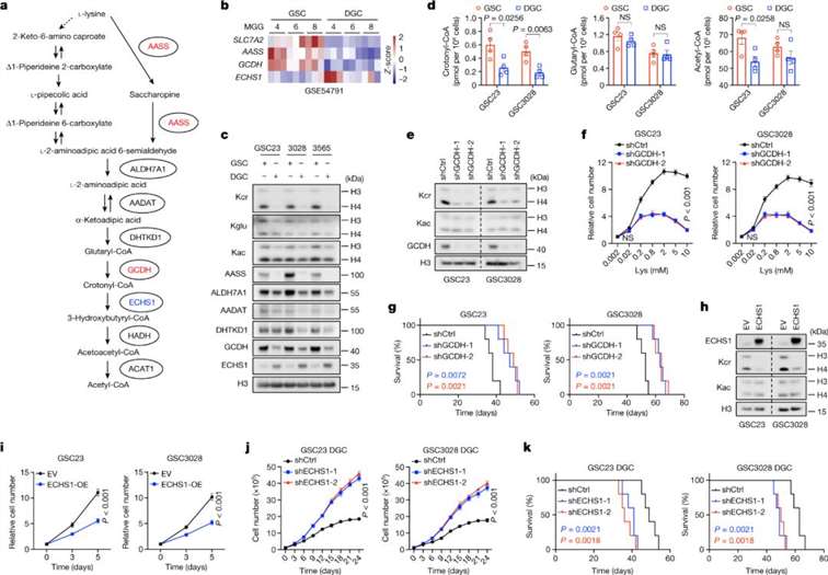 GSC reprograms lysine catabolism to promote Kcr and tumorigenesis