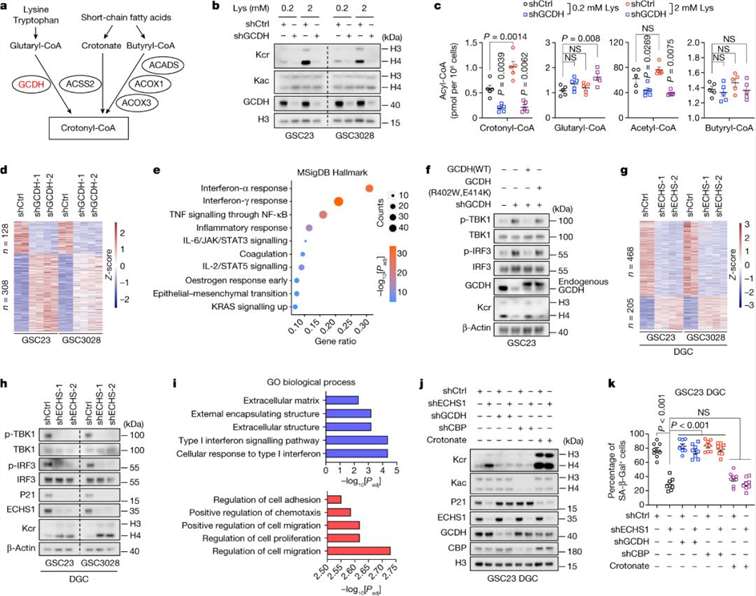 Reprogramming of lysine catabolism affects type I interferon signaling