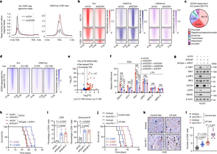 Inhibition of lysine catabolism promotes anti-tumor immunity