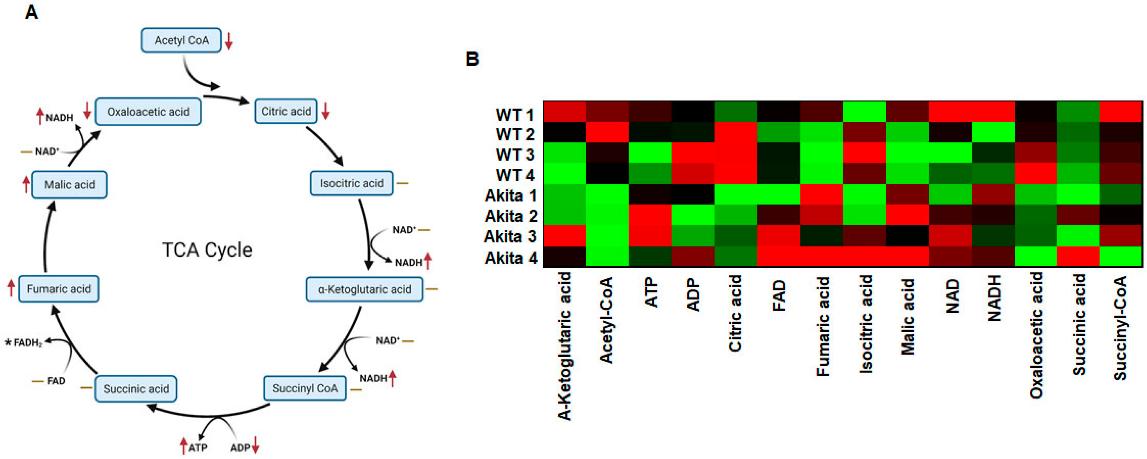 Differential expression of key metabolites involved in the tricarboxylic acid (TCA) cycle in the Akita heart by Ingenuity Pathway Analyses (IPA) of metabolites.