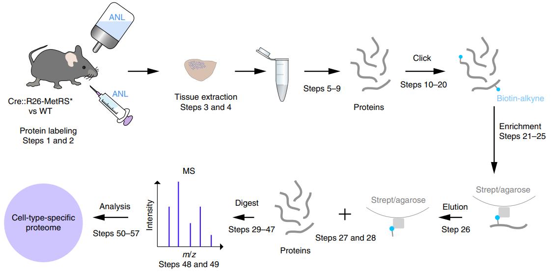 Workflow for cell-type-specific protein labeling and purification