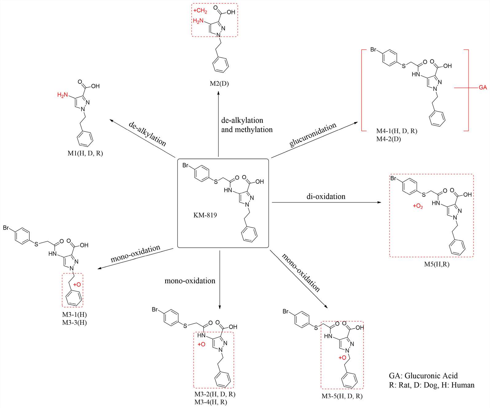 Proposed metabolic pathway of KM-819 showing glucuronidation (M4) and mono-oxidation (M3) as major pathways, with species-specific metabolite profiles across rat, dog, and human hepatocytes.