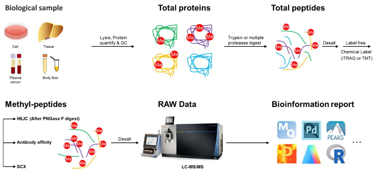 Figure 2. General Workflow for Methyl-proteomics Analysis.