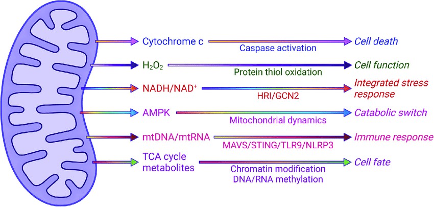 Figure 2. Mitochondria functioning as key signalling organelles.