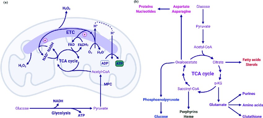 Mitochondria Regulate Cellular Metabolism and Immune Response