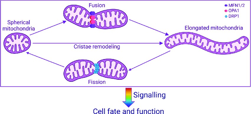 Figure 3. Mitochondrial dynamics influencing cell fate and function.