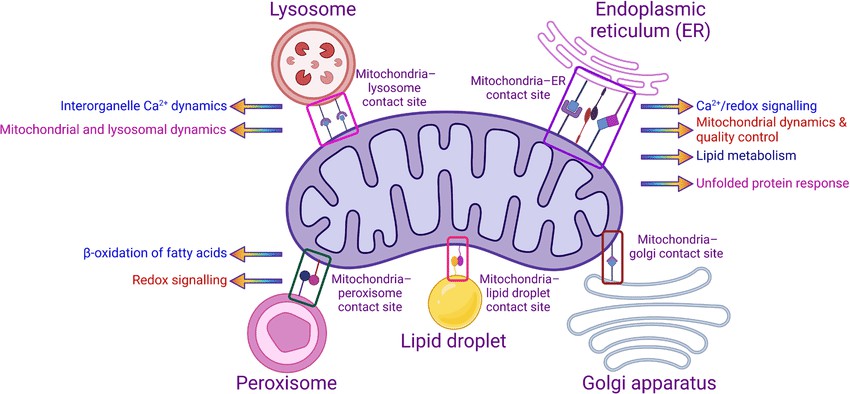 Figure 4. Mitochondria interacting with organelles to regulate cell processes.