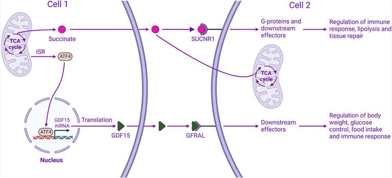 Figure 5. Mitochondrial signalling affecting physiological and pathological processes.