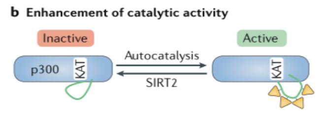 Acetylation enhances enzyme activity