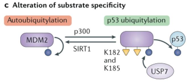 Acetylation changes enzyme-substrate specificity