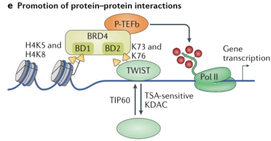 Acetylation Facilitates Protein-Protein Interactions