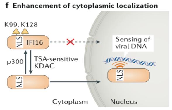 Acetylation regulates the localization of many non-histone proteins