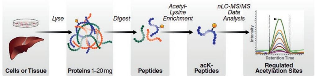 Technical route to acetylated proteomics