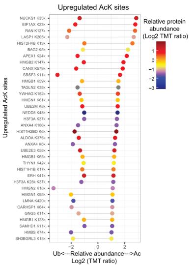 Acetylation modification site analysis