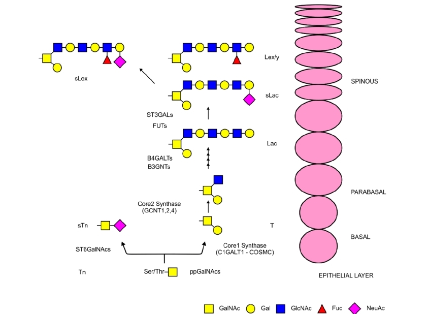 Mucin-Type O-Glycans: Structure, Function, and Role in Pathogenesis