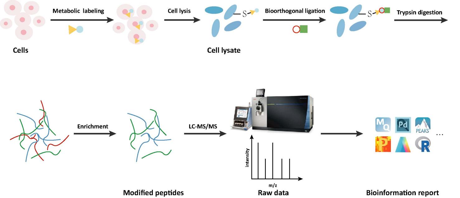 Workflow of Myristoylation Analysis