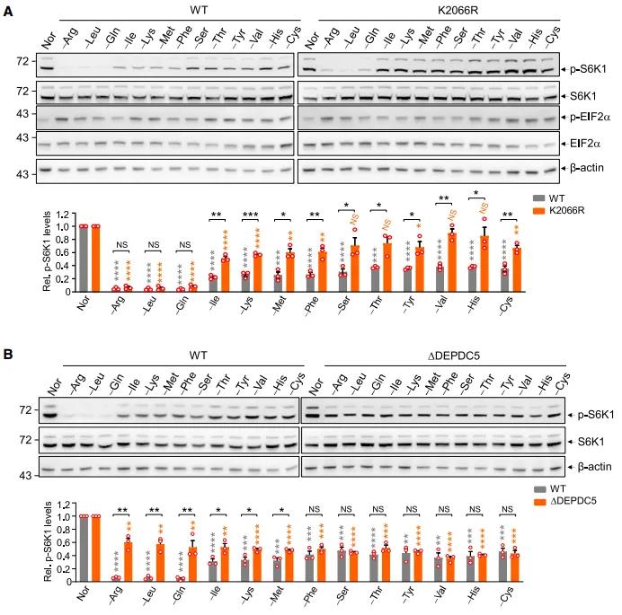 The ubiquitination of mTOR mediated by FBXO22 inhibits mTORC1 activity under amino acid deprivation.