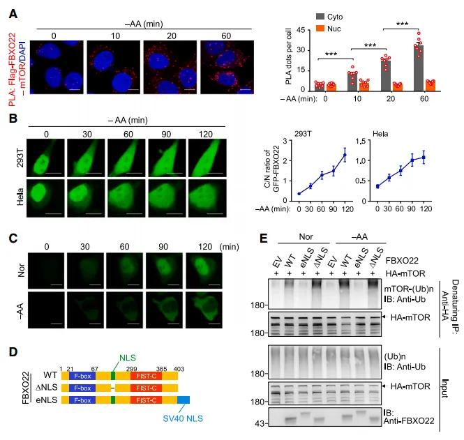 F Retention of FBXO22 in the cytoplasm during amino acid depletion leads to mTOR ubiquitination.