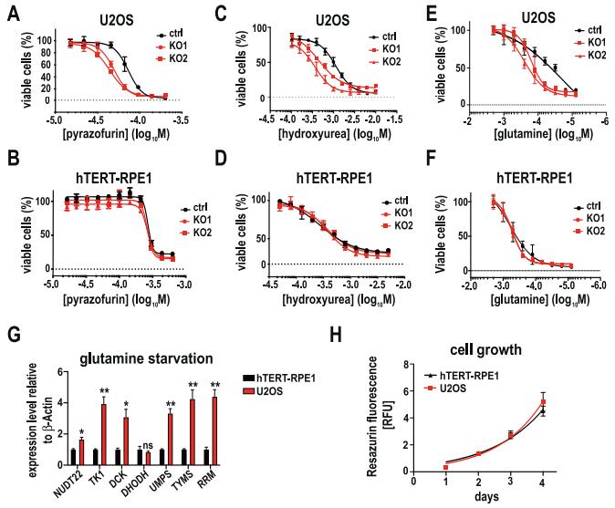 Graphs showing that loss of NUDT22 increases sensitivity to nucleotide metabolism inhibitors, with reduced dNTP levels and increased DNA damage. Uridine supplementation partially restores growth.