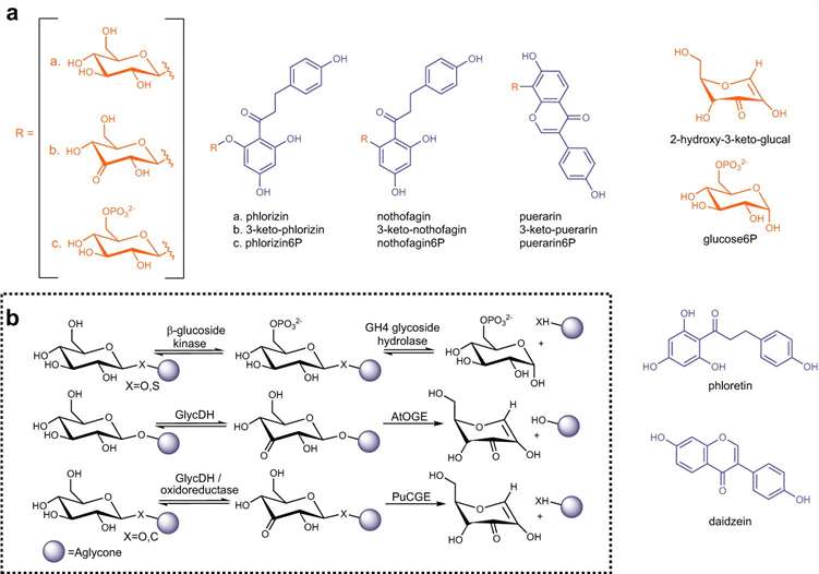 O-Glycan Beta Elimination: Mechanisms, Protocols, and Profiling Applications