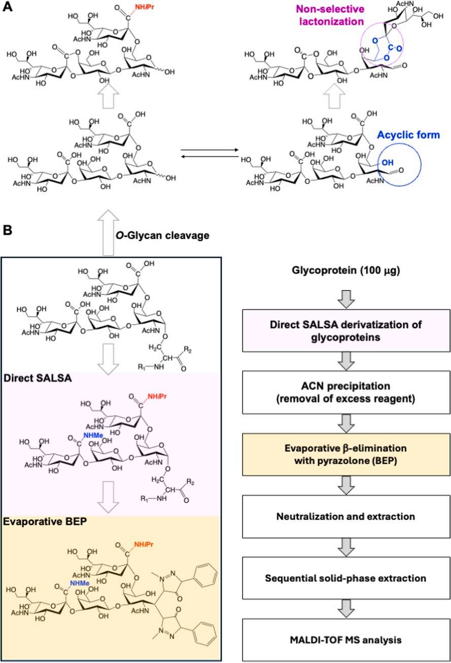 Reaction mechanism and streamlined protocol for the analysis of SALSA-derivatized O-glycans.