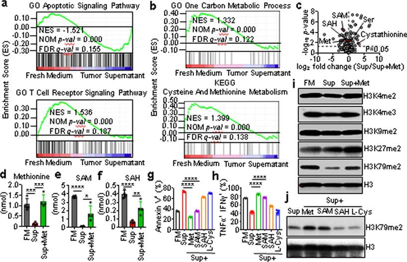 Tumor alters CD8+ T cell methionine metabolism, affecting histone methylation and function.