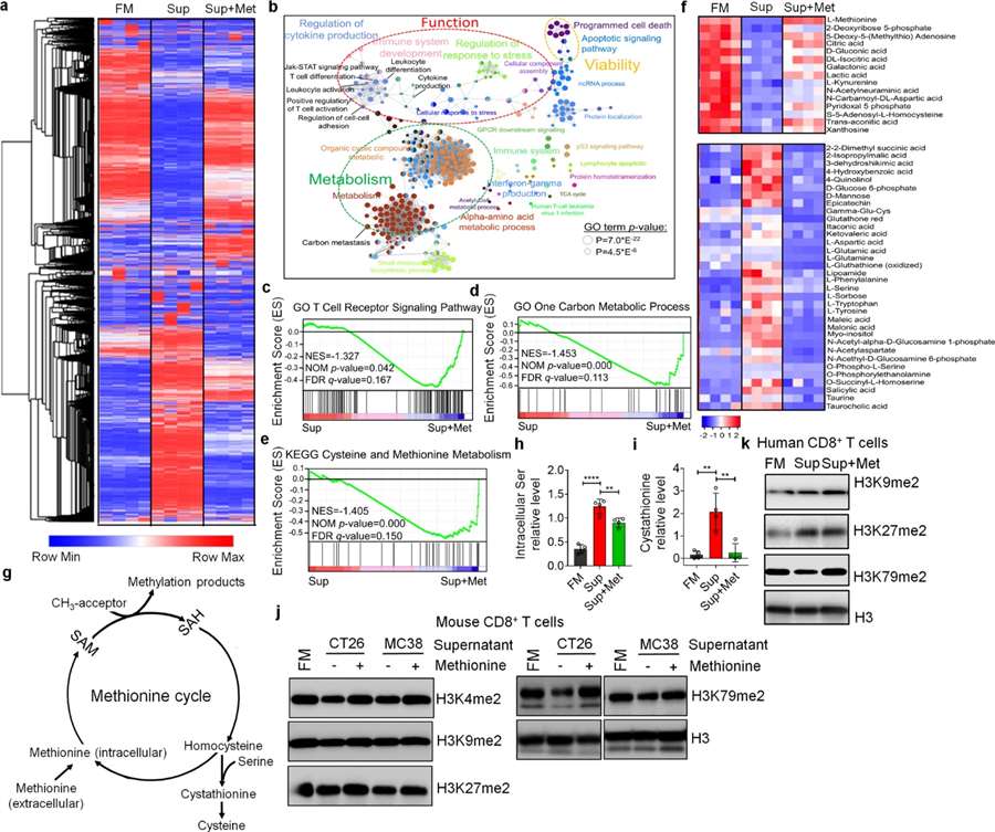 Graph showing the impact of tumor-induced alterations on CD8+ T cell methionine metabolism and H3K79me2 levels.