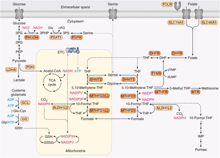 one-carbon metabolism.