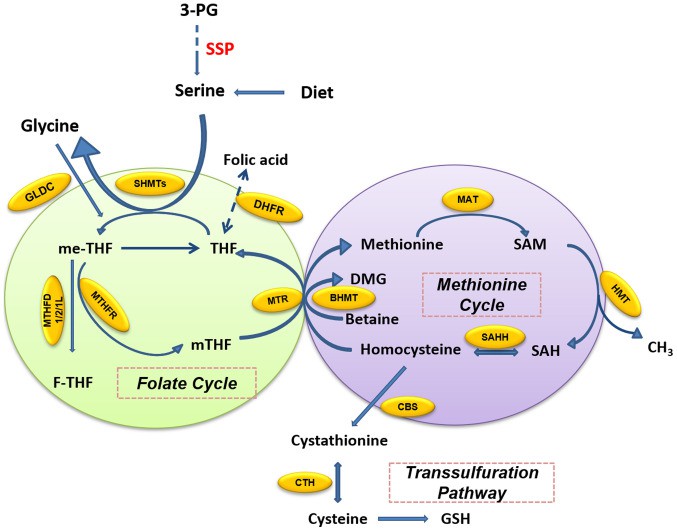 Overview of one-carbon metabolism around the folate cycle, methionine cycle and trans-sulfuration pathway.