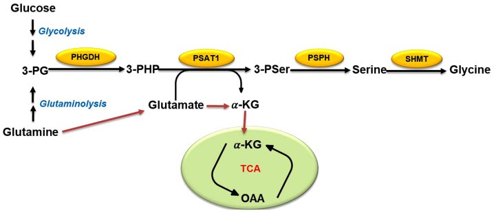 The Serine-glycine biosynthesis pathway.