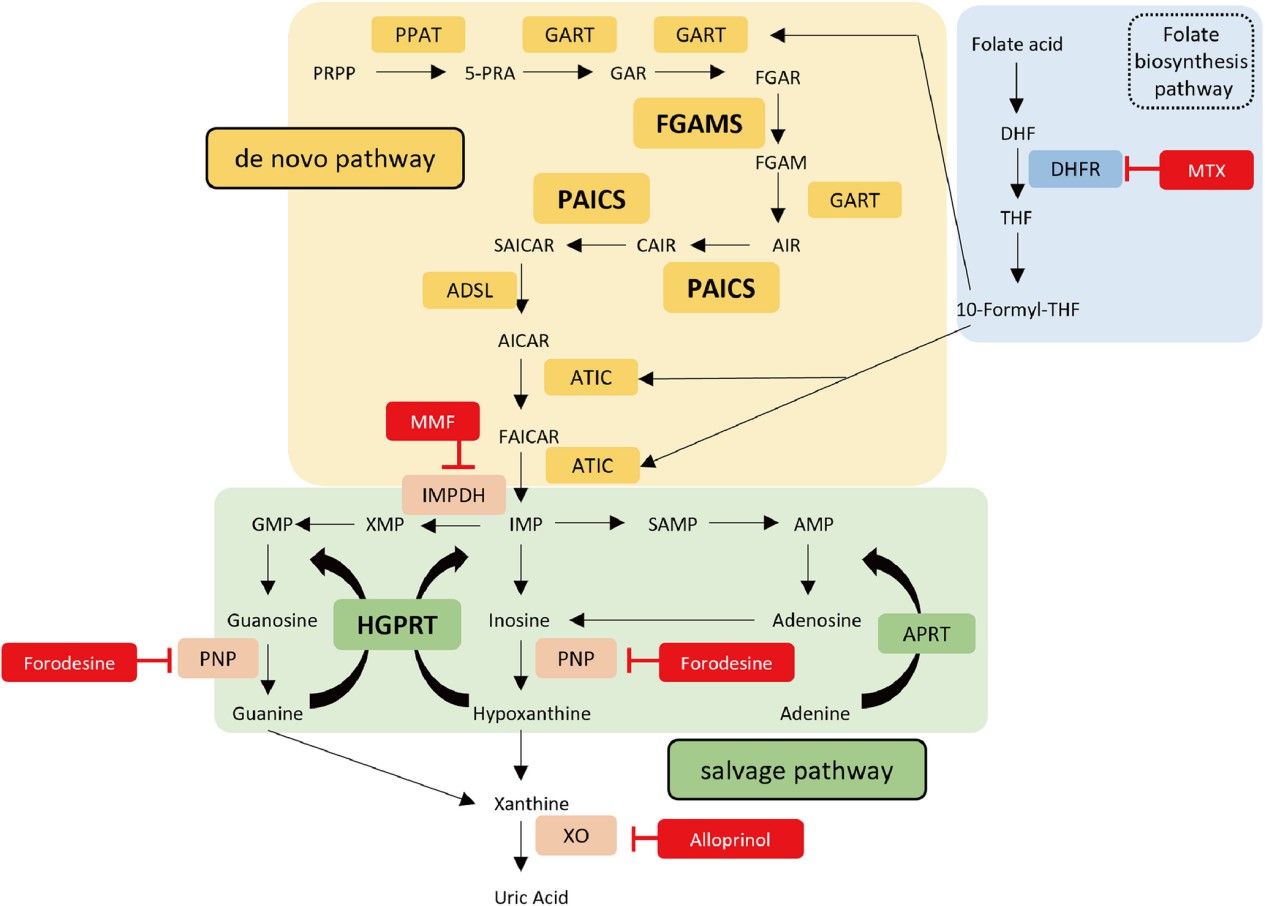 De novo and salvage purine synthesis pathways in mammals.