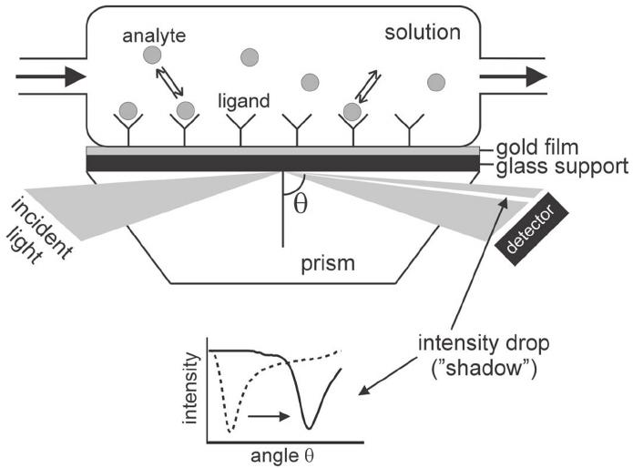 Overview of Biacore Surface Plasmon Resonance Technology