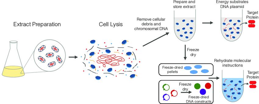 Overview of Cell Lysis and Protein Extraction