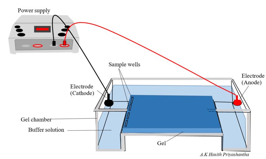 Overview of Electrophoresis