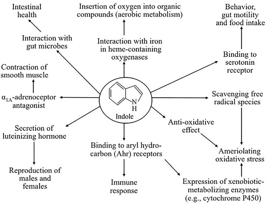 Indole: Chemical Properties, Synthesis, Applications, and Analysis